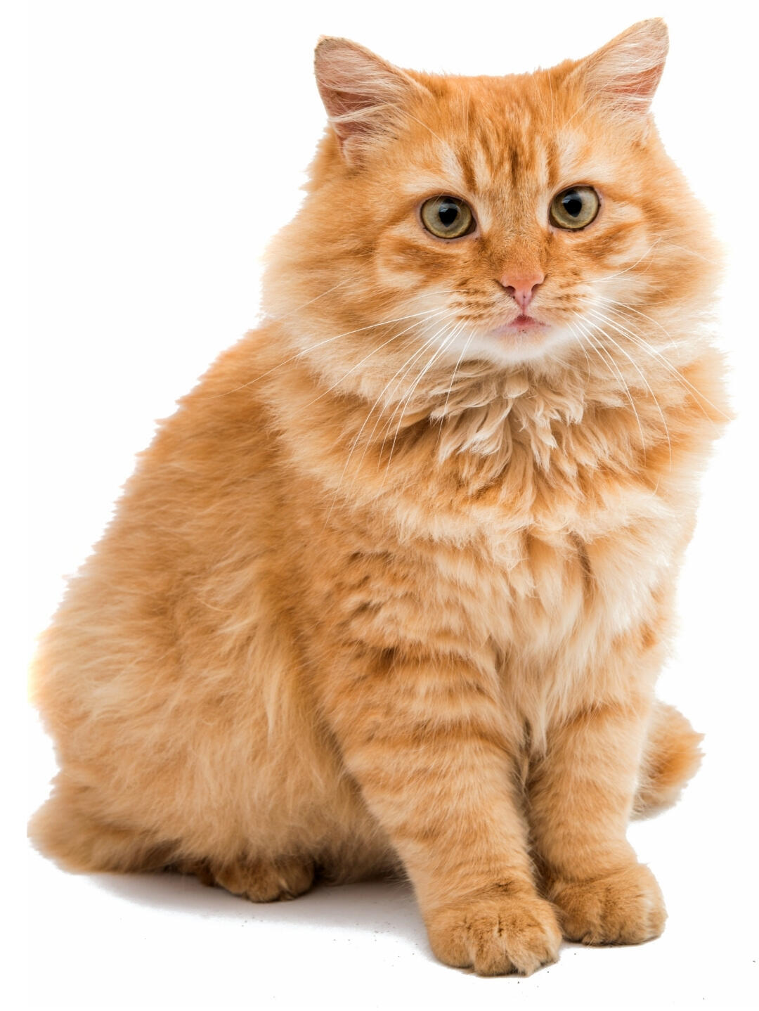 Orange tabby cat